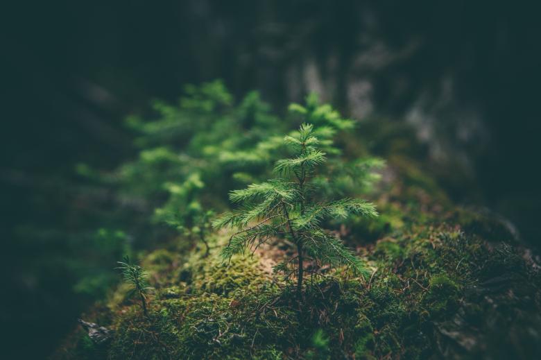Free stock image of Birth created by Unsplash