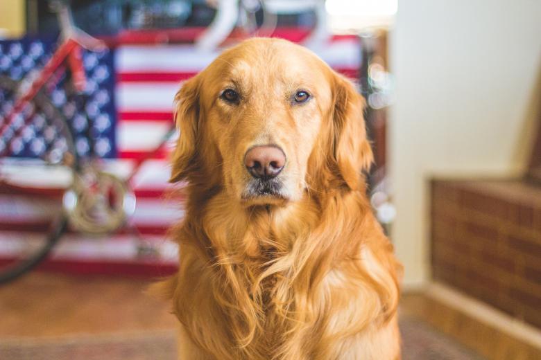 Free stock image of Pet created by Unsplash