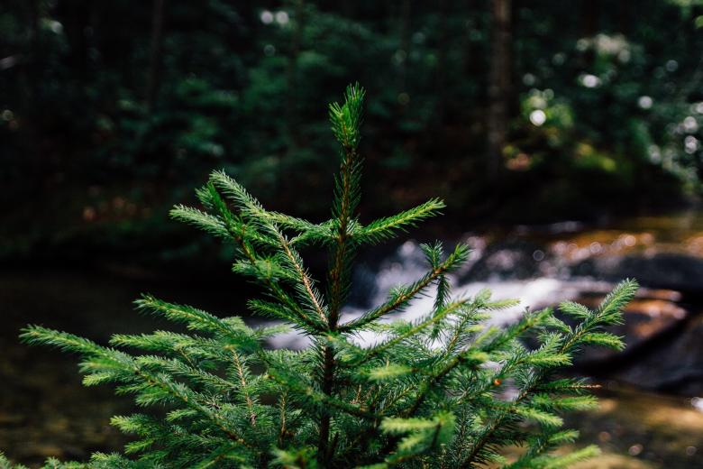 Free stock image of Thorns created by Unsplash