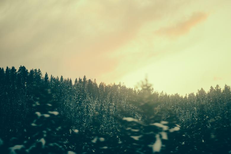 Free stock image of Wild created by Unsplash