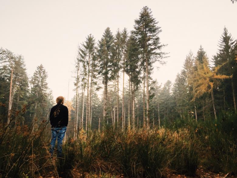 Free stock image of Greenery  created by Unsplash