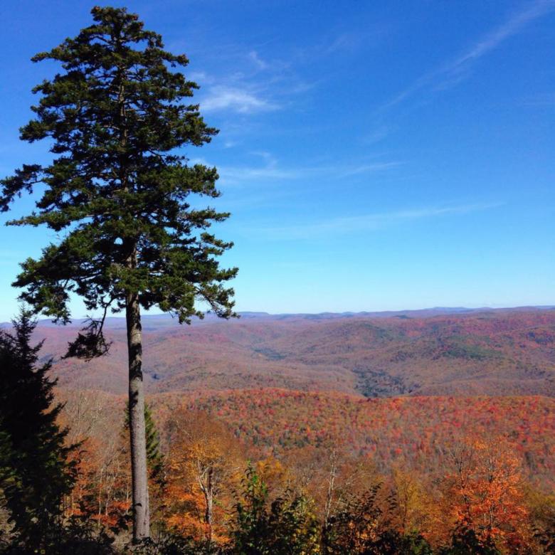 Free stock image of Lonesome Pine created by Nature Girl