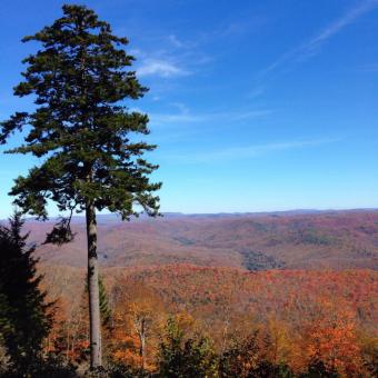 Lonesome Pine