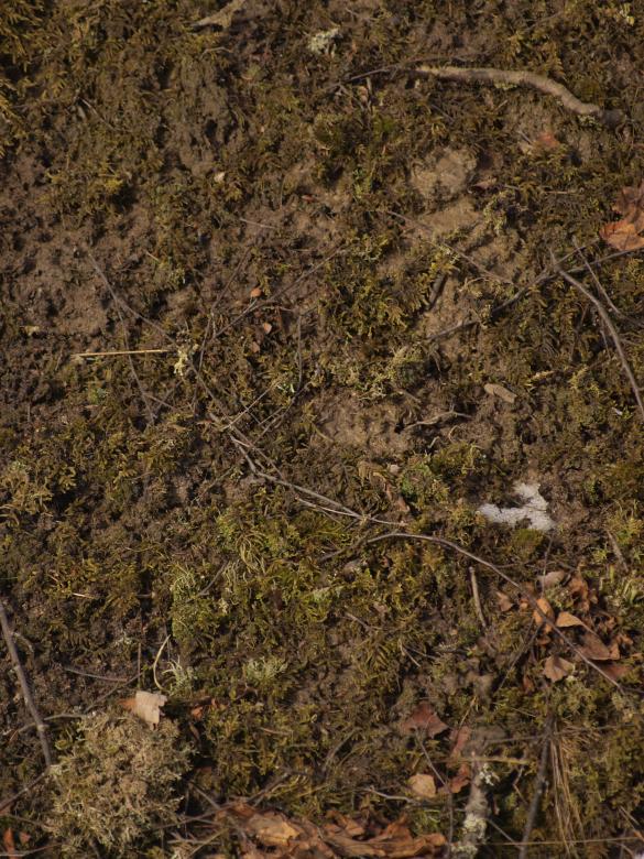 Free stock image of Nature Texture created by Marko Mäkinen