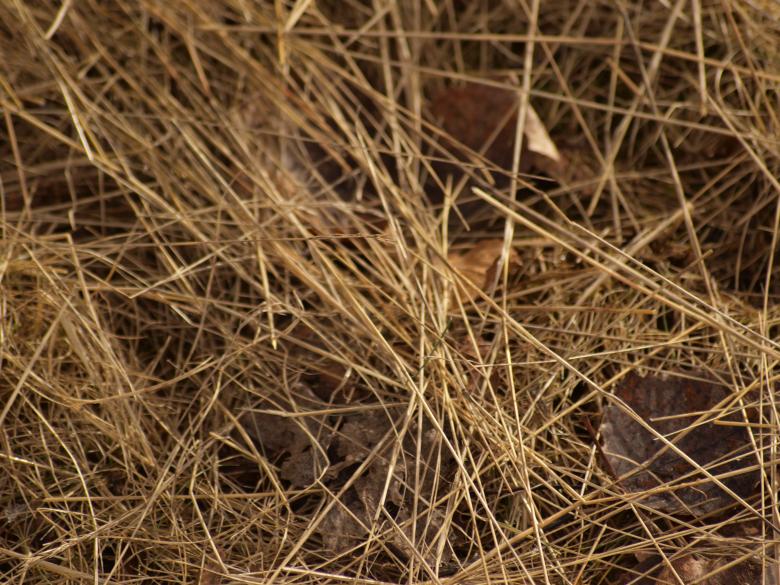 Free stock image of Yellow Grass Texture created by Marko Mäkinen