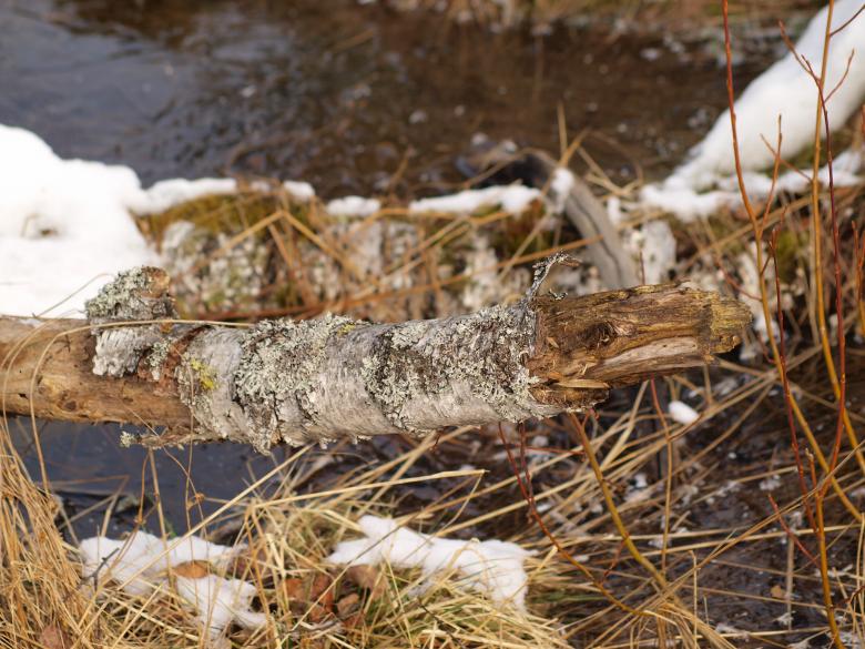 Free stock image of Nature textures created by Marko Mäkinen