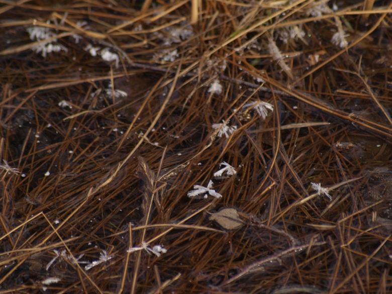 Free stock image of Wet Grass created by Marko Mäkinen