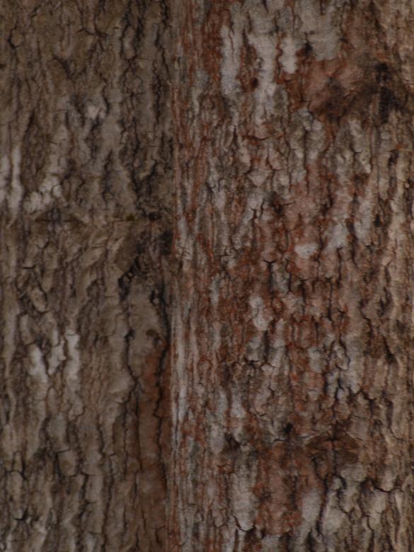 Free stock image of Wood Texture created by Marko Mäkinen