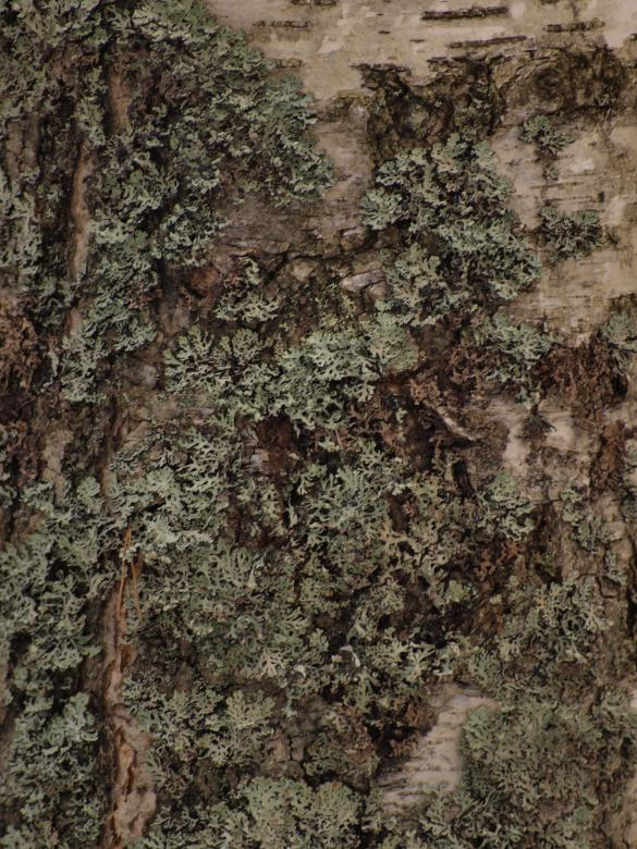 Free stock image of Wood Texture created by Marko Mäkinen