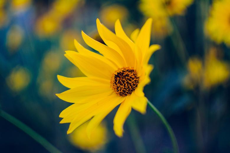 Free stock image of Garden created by Unsplash