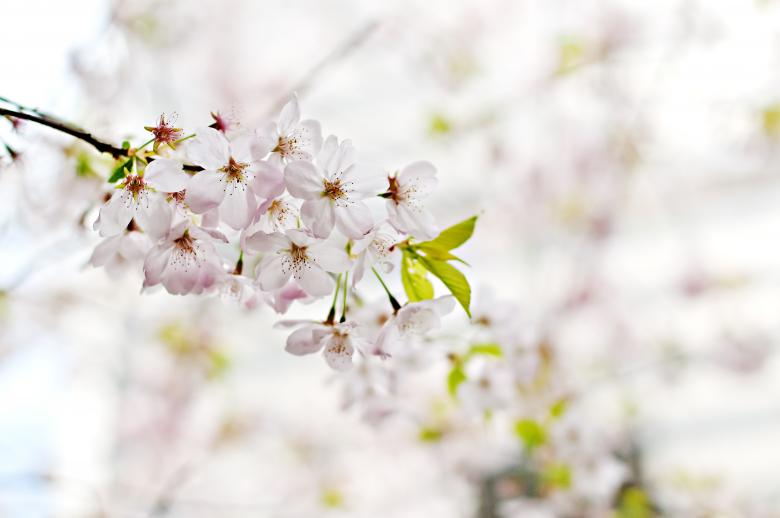 Free stock image of Flower Tree created by Unsplash