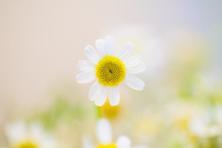 Free stock image of Perennial created by Unsplash