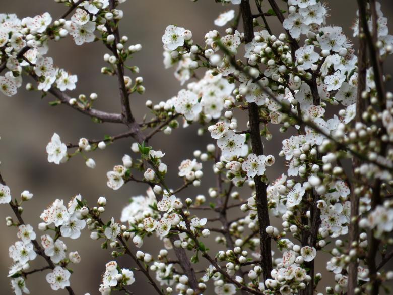 Free stock image of White Flowers created by Unsplash