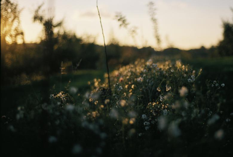Free stock image of Wild Plants created by Life of Pix