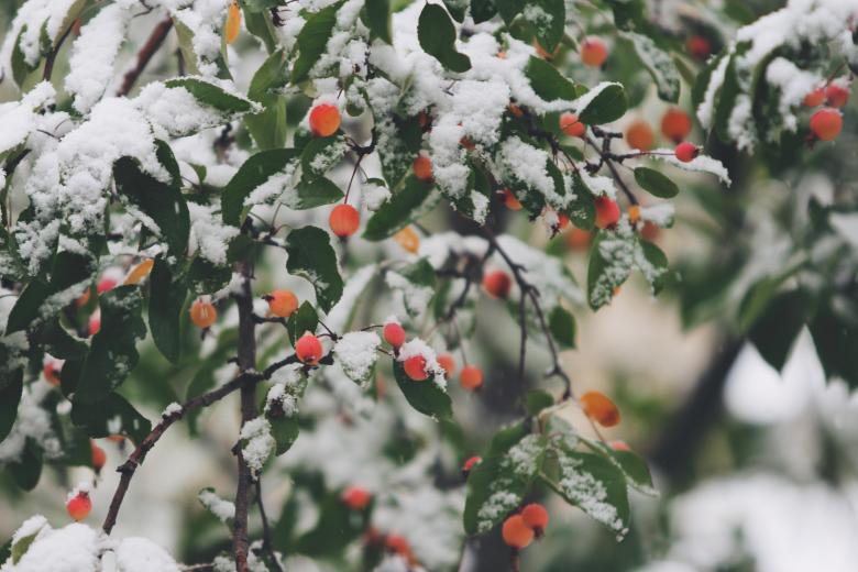 Free stock image of Frozen Berries created by Life of Pix