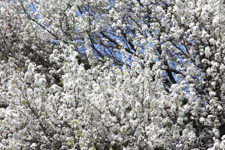 Free stock image of Flower Tree created by Life of Pix