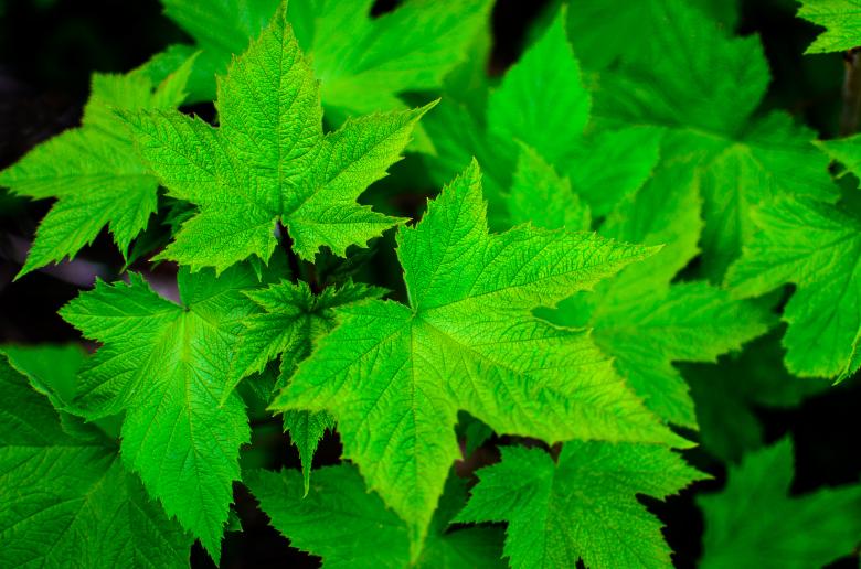 Free stock image of Close Up created by Life of Pix