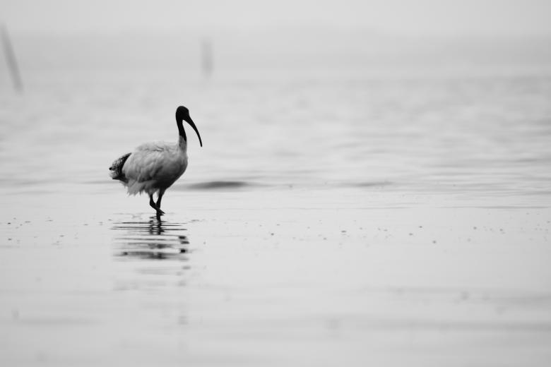 Free stock image of Walking Bird created by Life of Pix