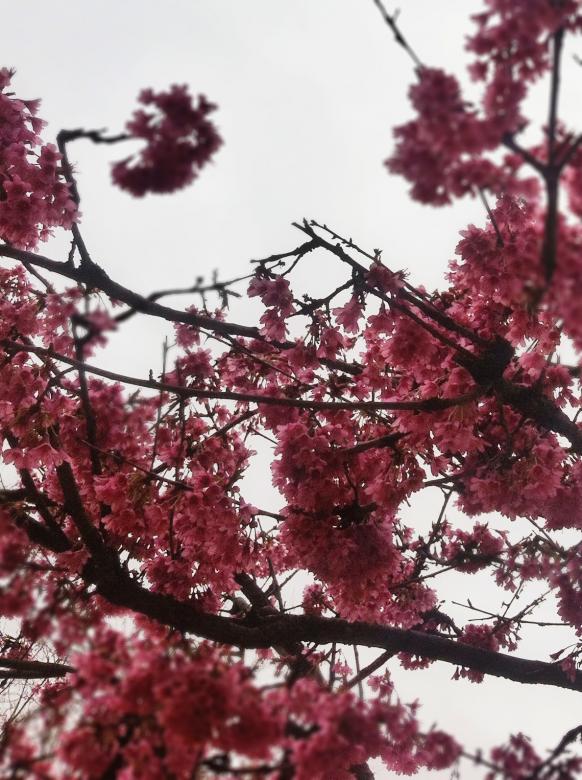 Free stock image of Flower Tree created by Life of Pix