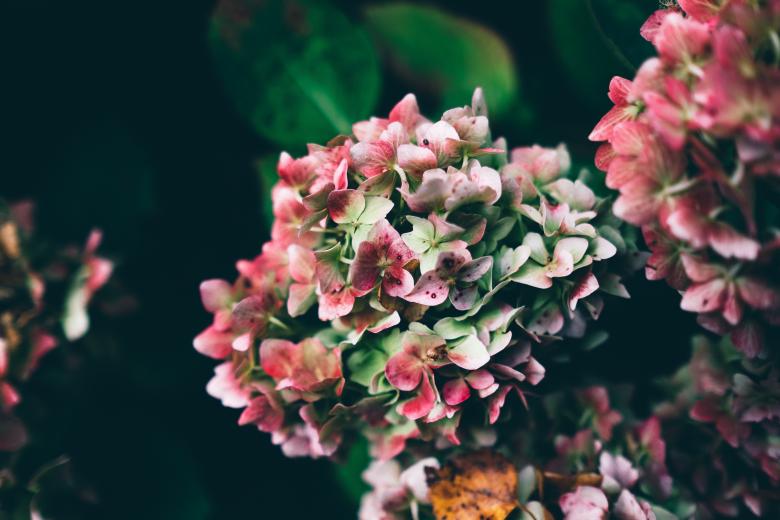 Free stock image of Multi Color Flowers created by Life of Pix
