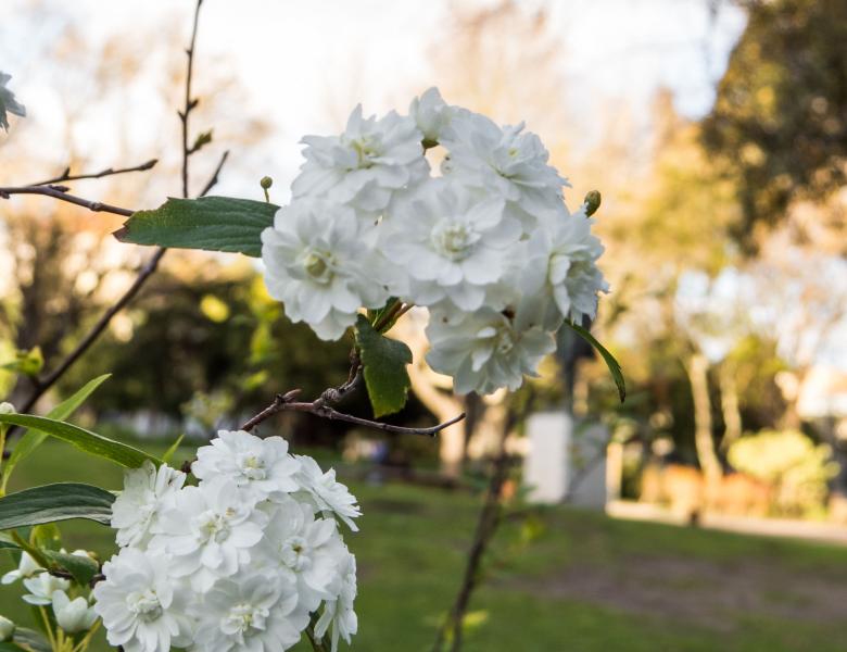 Free stock image of flower  created by Janis Urtans