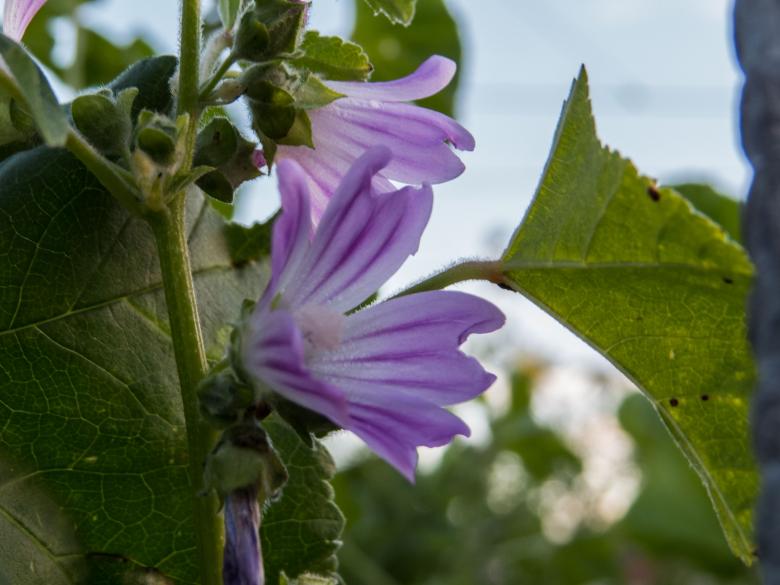 Free stock image of Flower  created by Janis Urtans