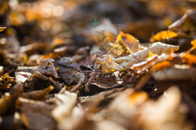 Free stock image of Fallen Leaves created by Negativespace