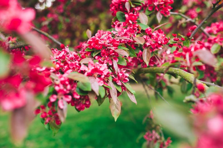 Free stock image of Fragrance created by Negativespace