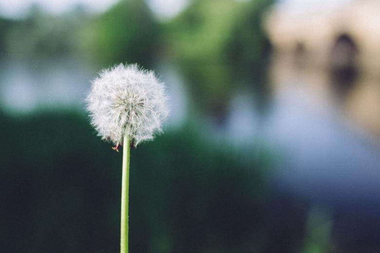 Free stock image of Dandelion created by Negativespace