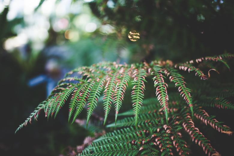 Free stock image of Tree created by Negativespace