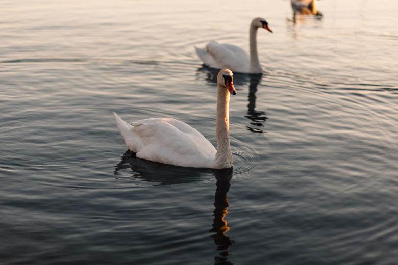 Free stock image of Two Ducks created by Negativespace