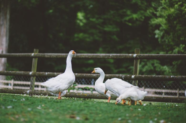 Free stock image of Four Ducks created by Negativespace