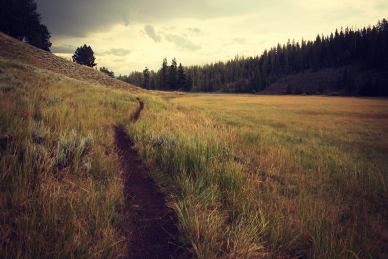 Free stock image of Into the Wild created by Unsplash