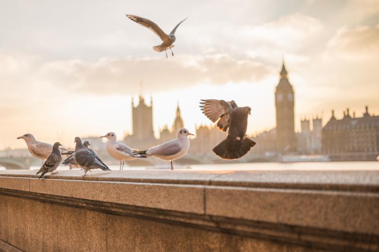 Free stock image of Birds created by Negativespace