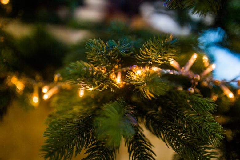 Free stock image of Lighting Tree created by Negativespace