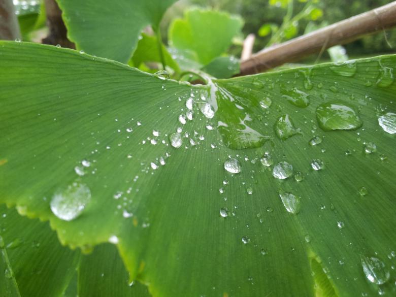 Free stock image of Fresh Green Leaf created by Unsplash