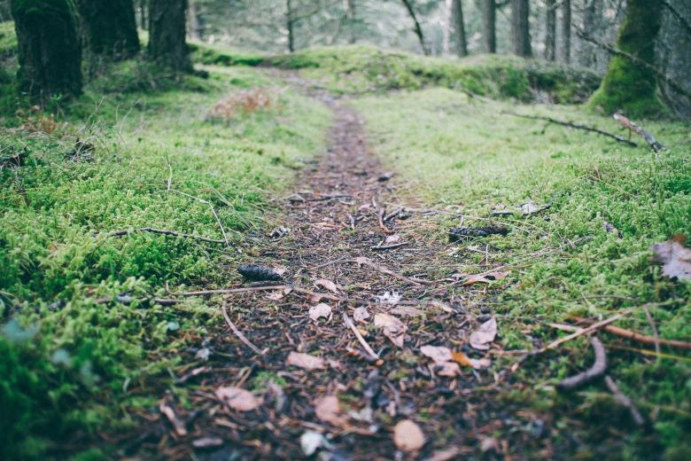 Free stock image of Wild created by Unsplash