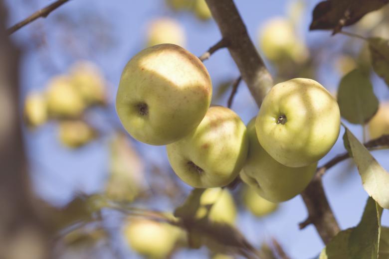 Free stock image of Fresh Apples created by Unsplash