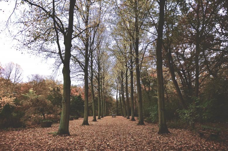 Free stock image of Fallen Leaves created by Unsplash