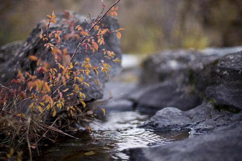 Free stock image of Nature's way created by Unsplash