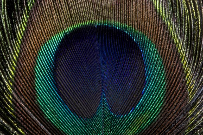 Free stock image of Peacock created by Unsplash