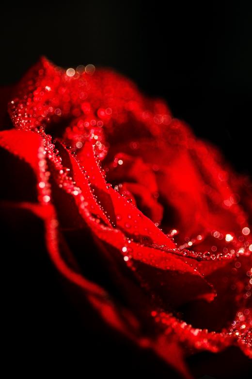 Free stock image of Fresh Rose created by Unsplash