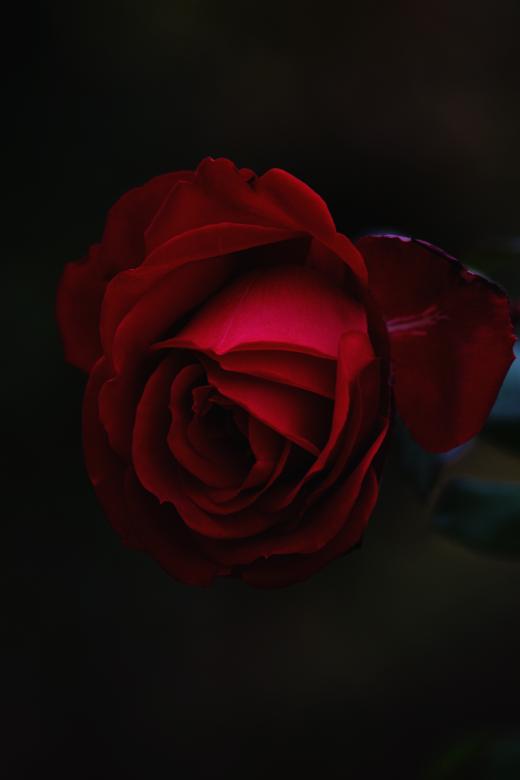 Free stock image of Rose  created by Unsplash
