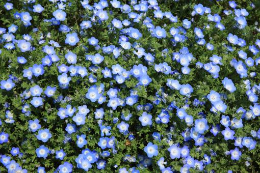 Free Stock Photo of Garden of Flowers