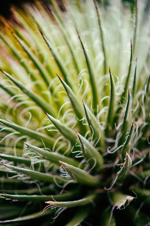 Free stock image of Aloe Vera created by Unsplash