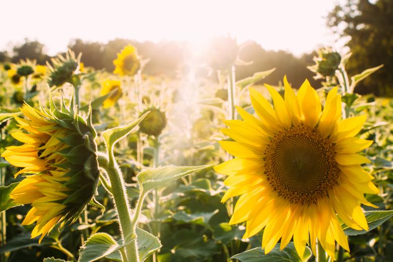 Free stock image of Sunflowers created by Unsplash