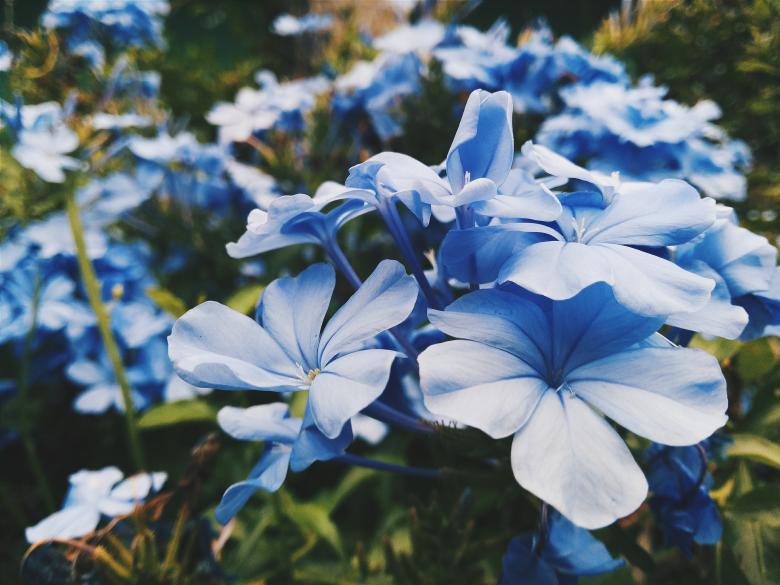 Free stock image of Garden created by Unsplash