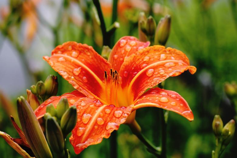 Free stock image of Dew created by Unsplash