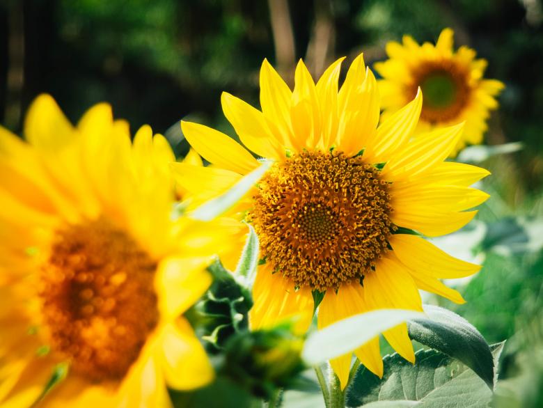 Free stock image of Sunflower created by Unsplash