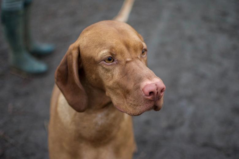 Free stock image of Brown Dog created by Unsplash